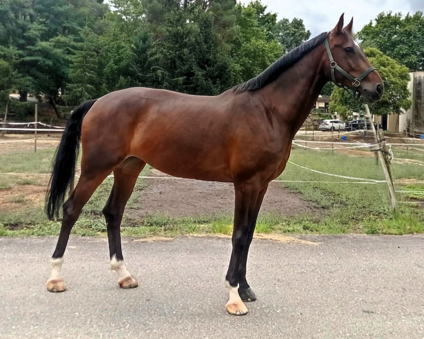 horse